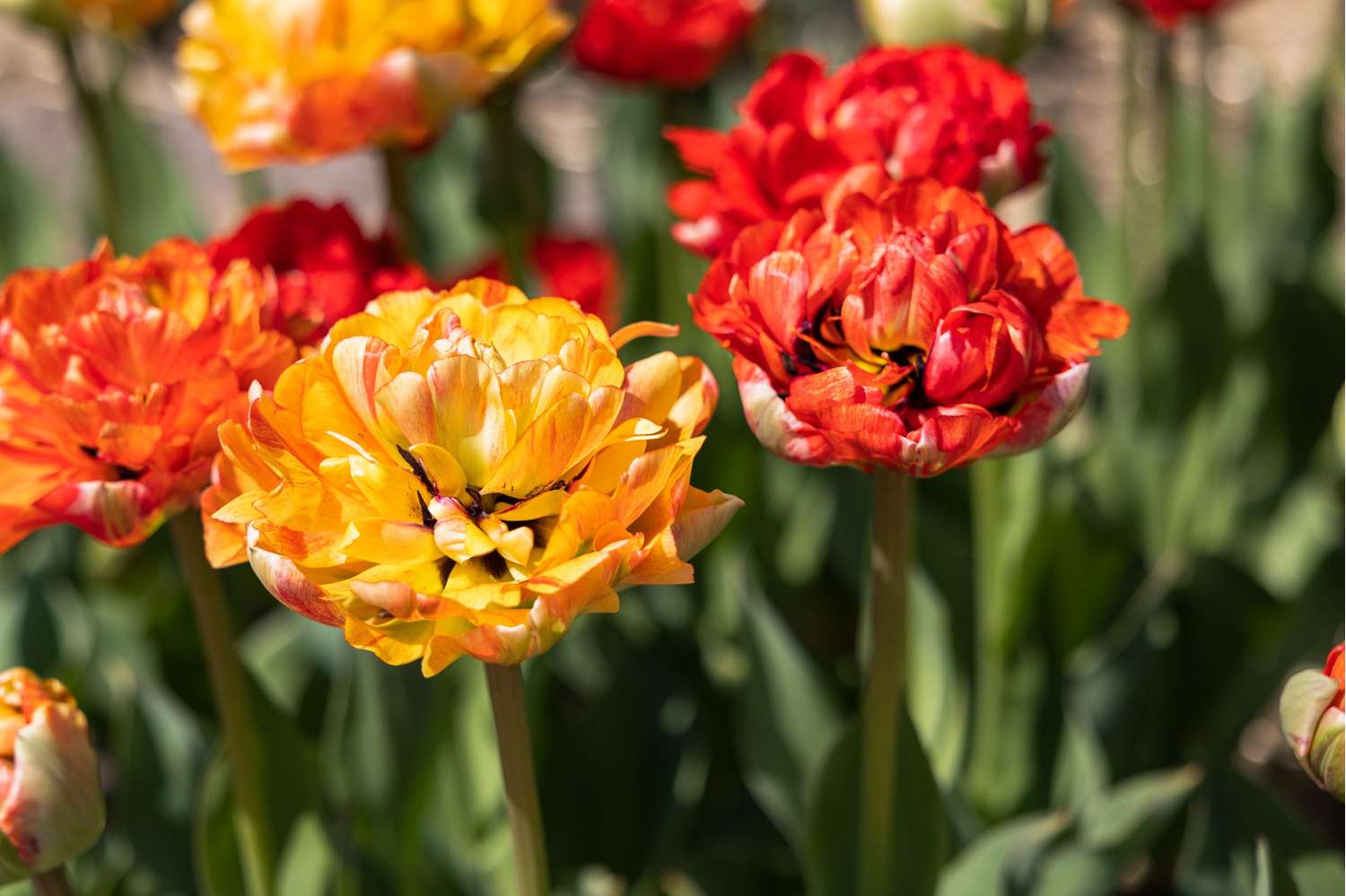 Tulipan 'Gudoshnik'