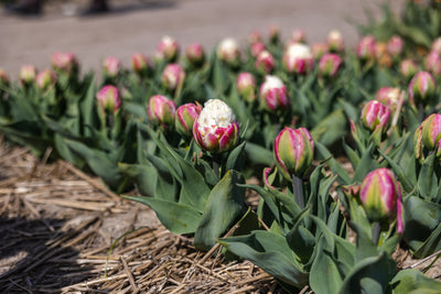 Tulipan 'Ice Cream'