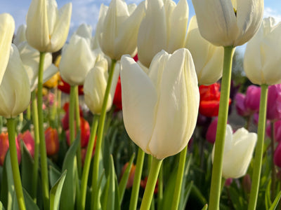Tulipan 'Ivory Floradale'