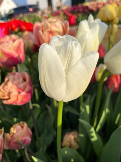 Tulipan 'Ivory Floradale'