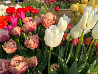 Tulipan 'Ivory Floradale'