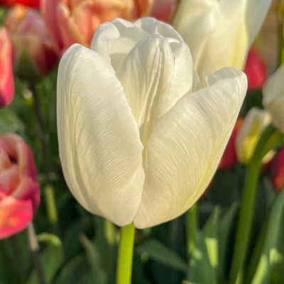 Tulipan 'Ivory Floradale'