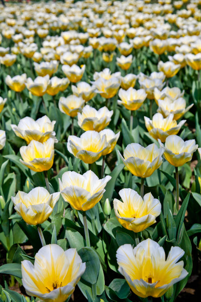 Tulipan 'Jaap Groot'