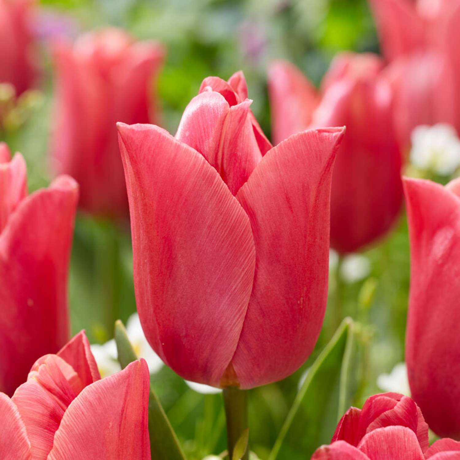 Tulipan 'Jimmy Raspberry'