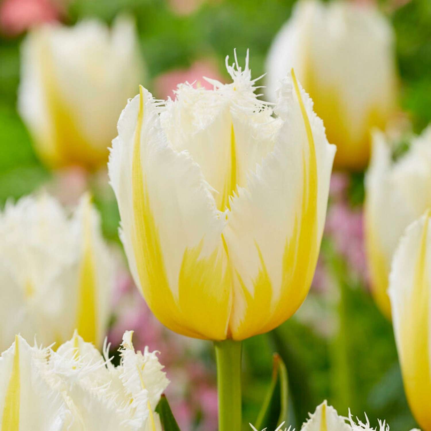 Tulipan 'Lemon Beauty'