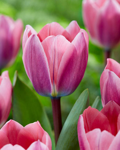 Tulipan 'Light & Dreamy'