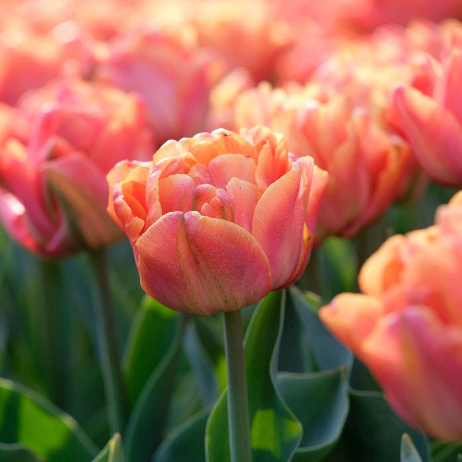 Tulipan 'Lorenzo'