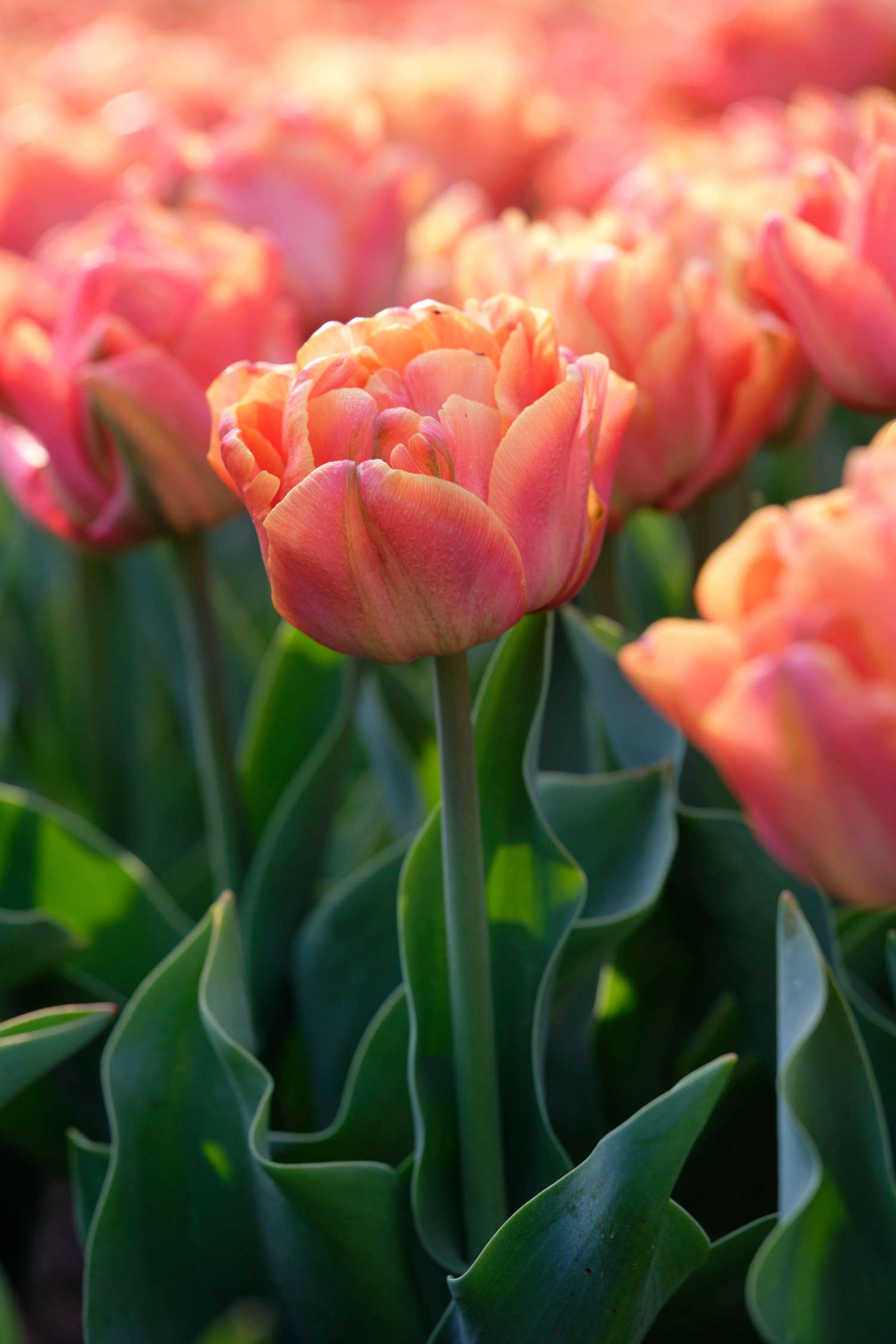 Tulipan 'Lorenzo'
