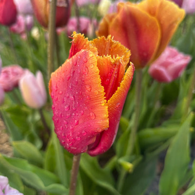 Tulipan 'Louvre Orange'