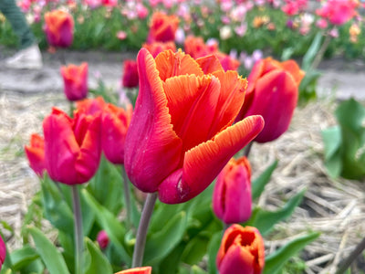 Tulipan 'Louvre Orange'