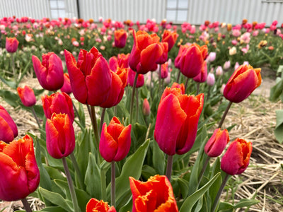 Tulipan 'Louvre Orange'