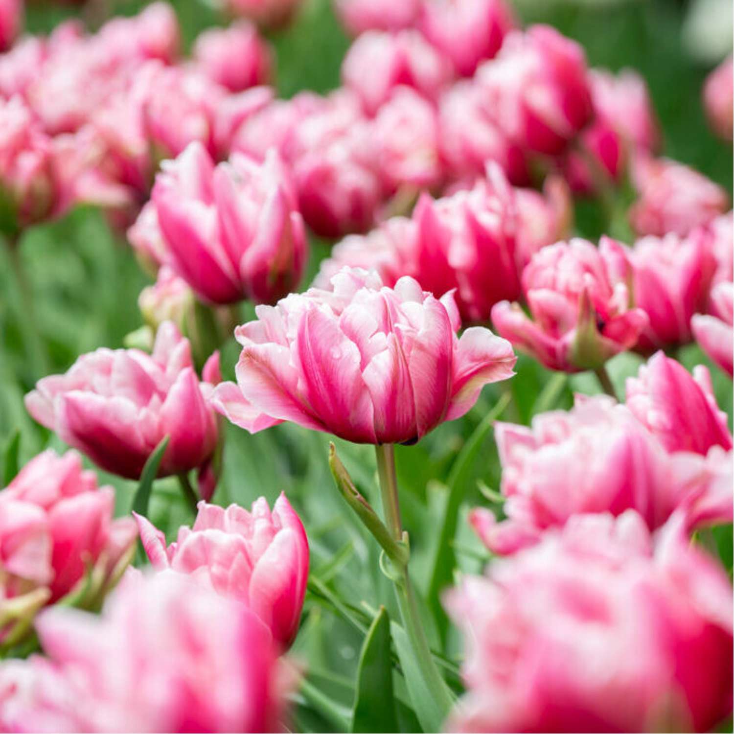 Tulipan 'Love Whisper'