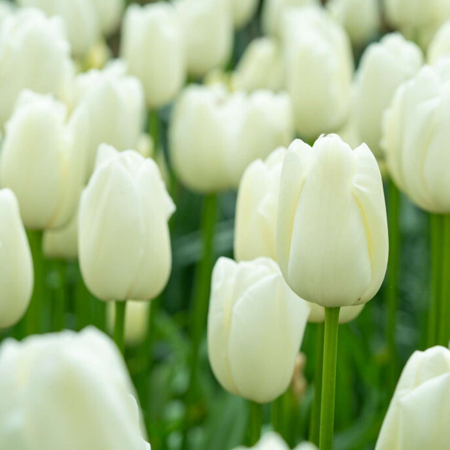 Tulipan 'Maureen'