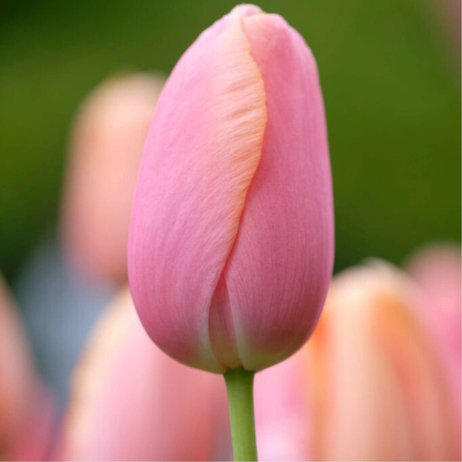 Tulipan 'Menton'