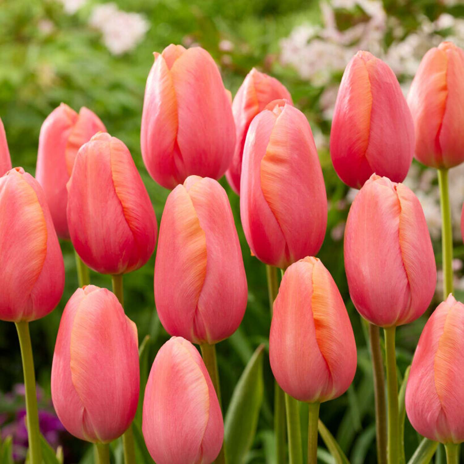 Tulipan 'Menton'