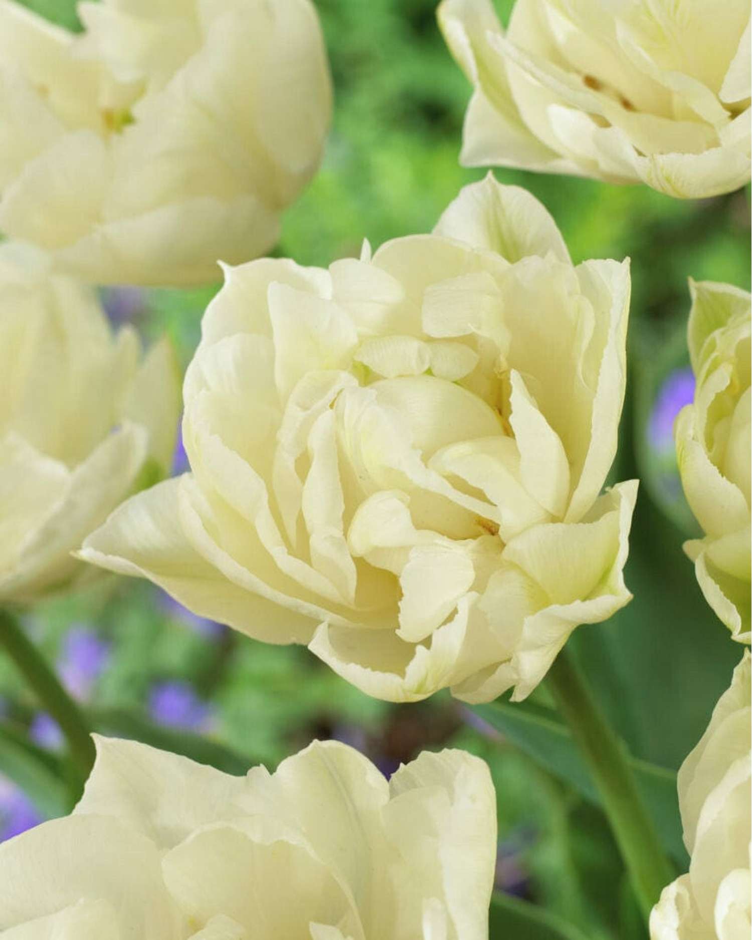 Tulipan 'Mondial'