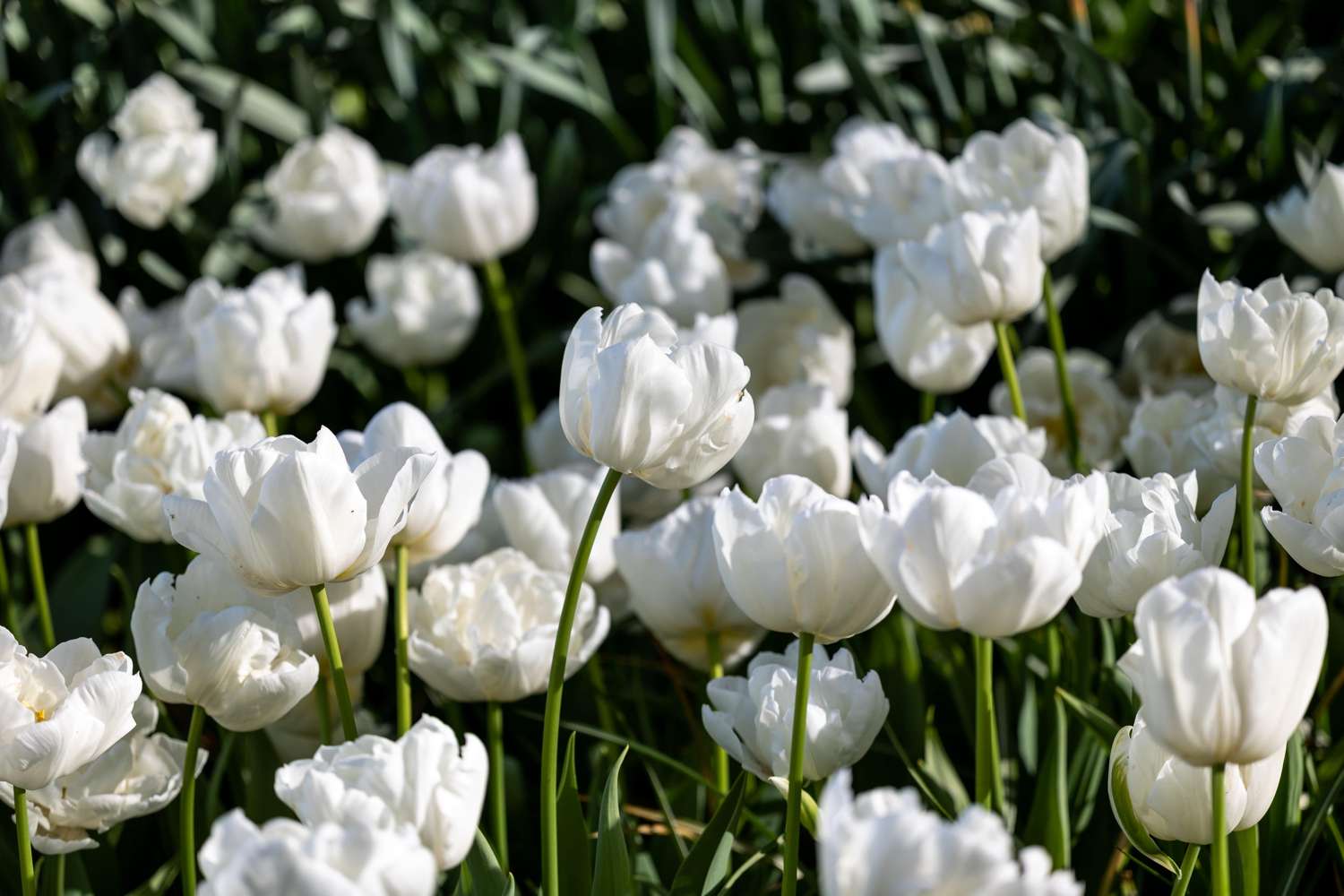Tulipan 'Mondial'