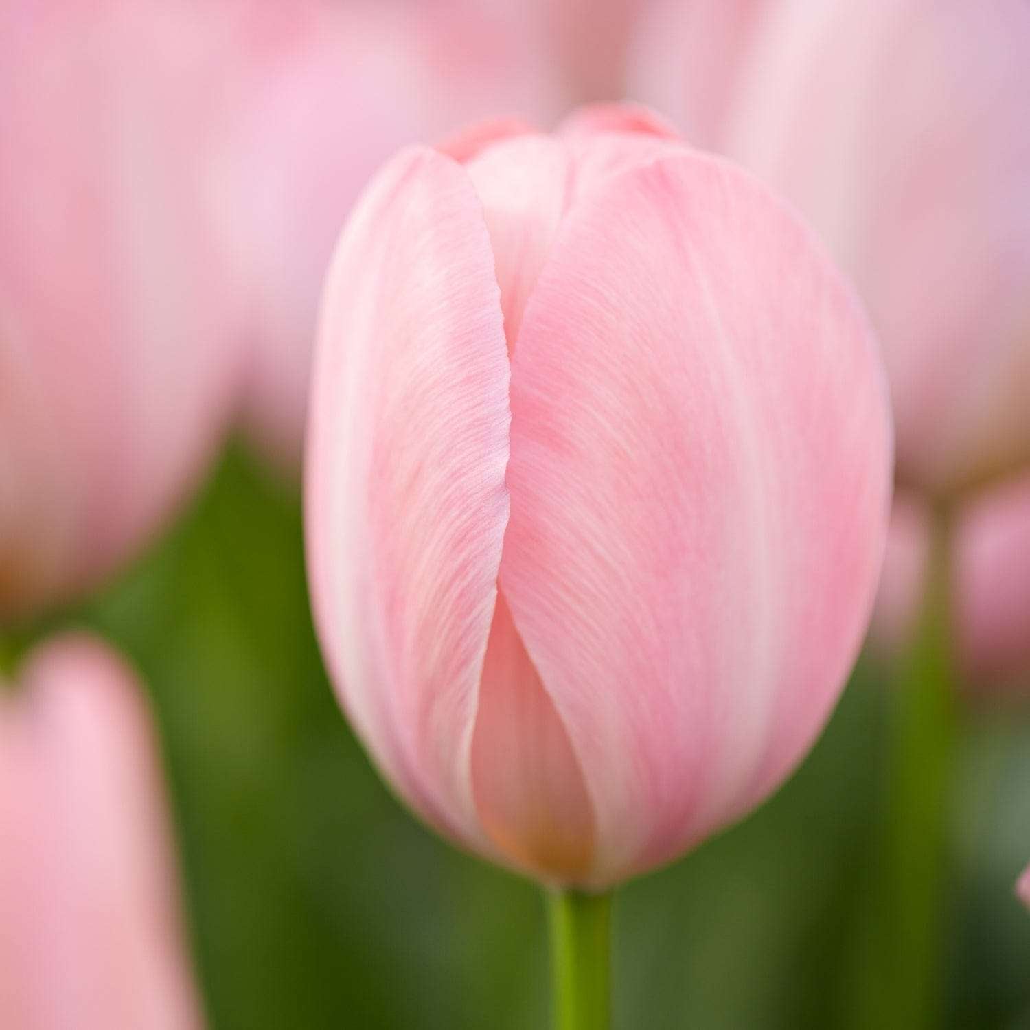 Tulipan 'Mystic van Eijk'