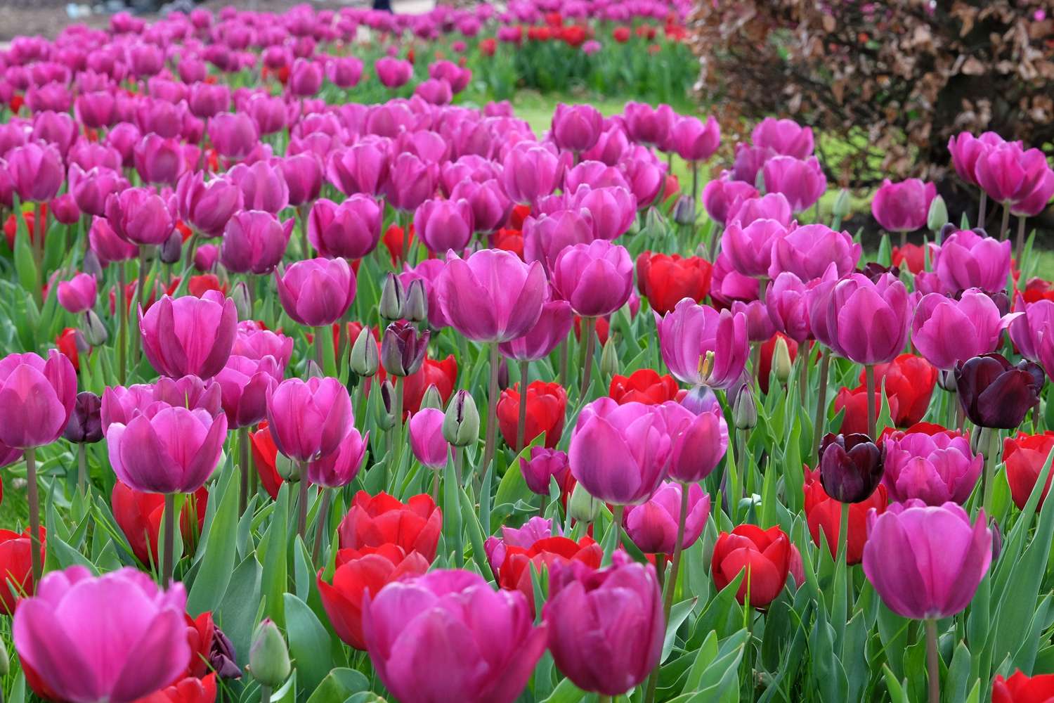 Tulipan 'Negrita' (Storkøb) - 80 løg