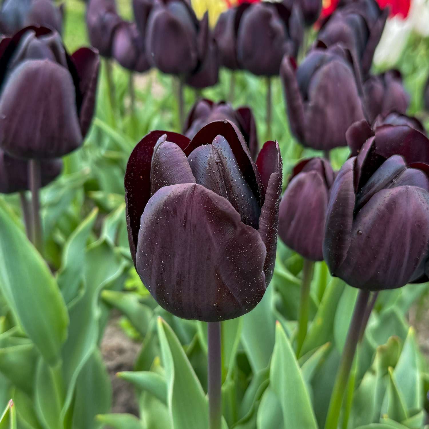 Tulipan 'Nightmare'