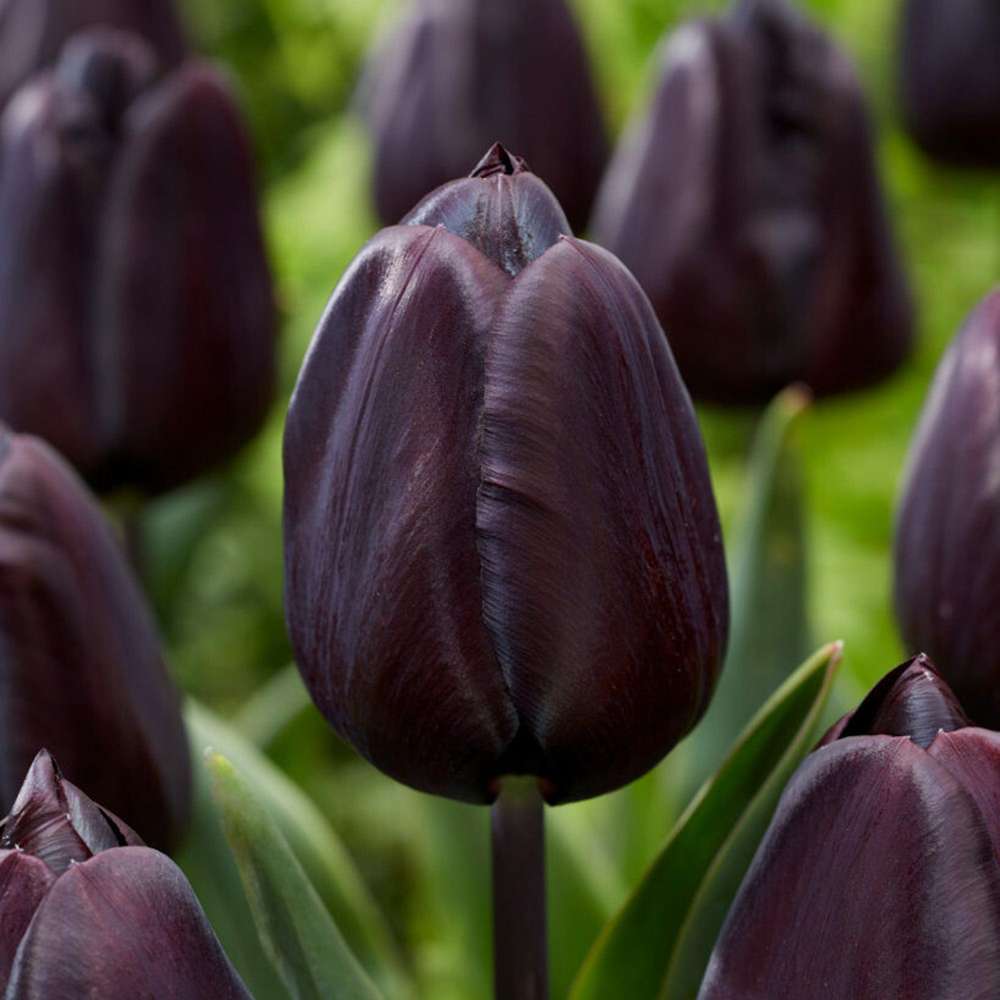Tulipan 'Nightmare'