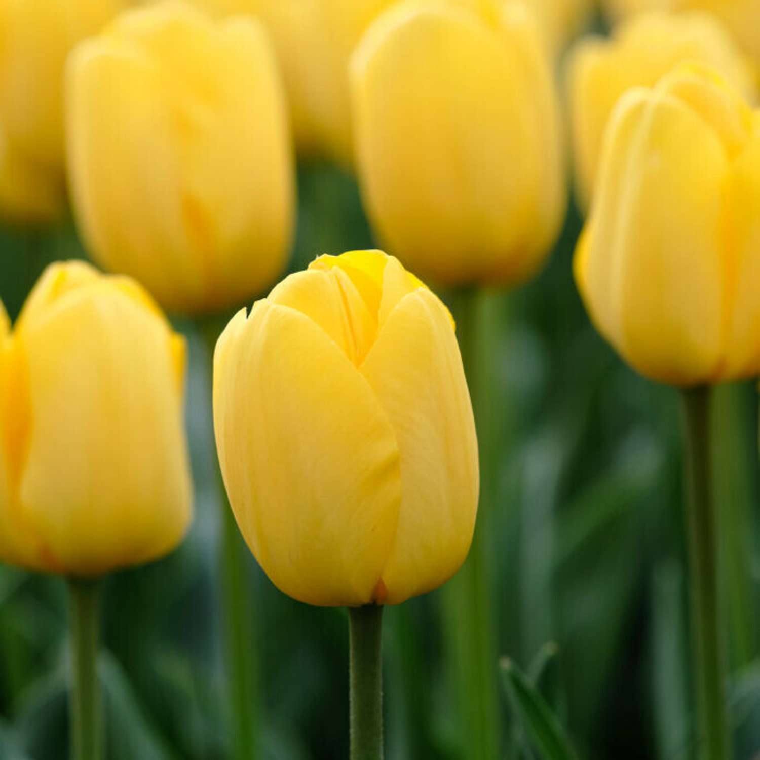 Tulipan 'Novi Sun'