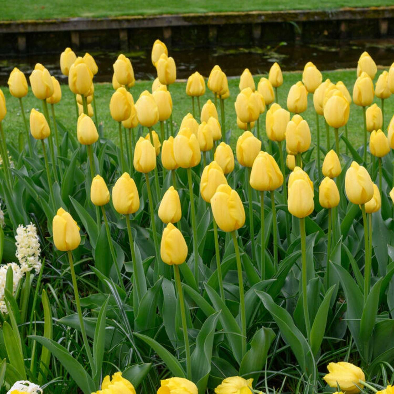 Tulipan 'Novi Sun'