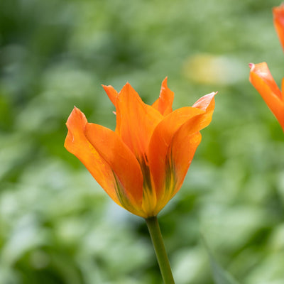 Tulipan 'Orange Emperor'