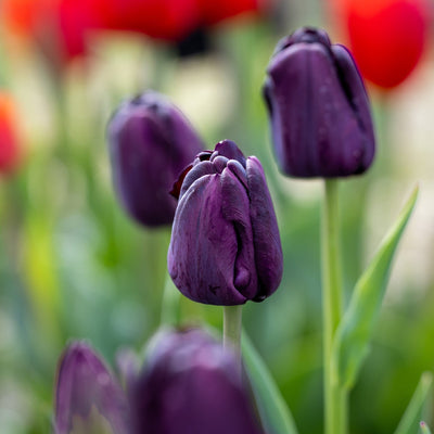 Tulipan 'Paul Scherer'