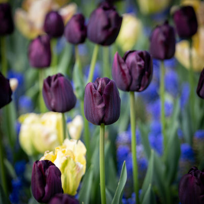 Tulipan 'Paul Scherer'