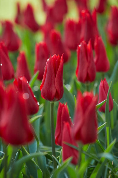 Tulipan 'Pieter de Leur'