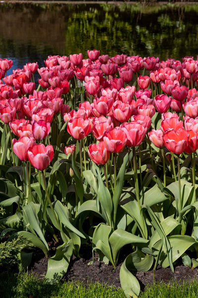 Tulipan 'Pink Impression'