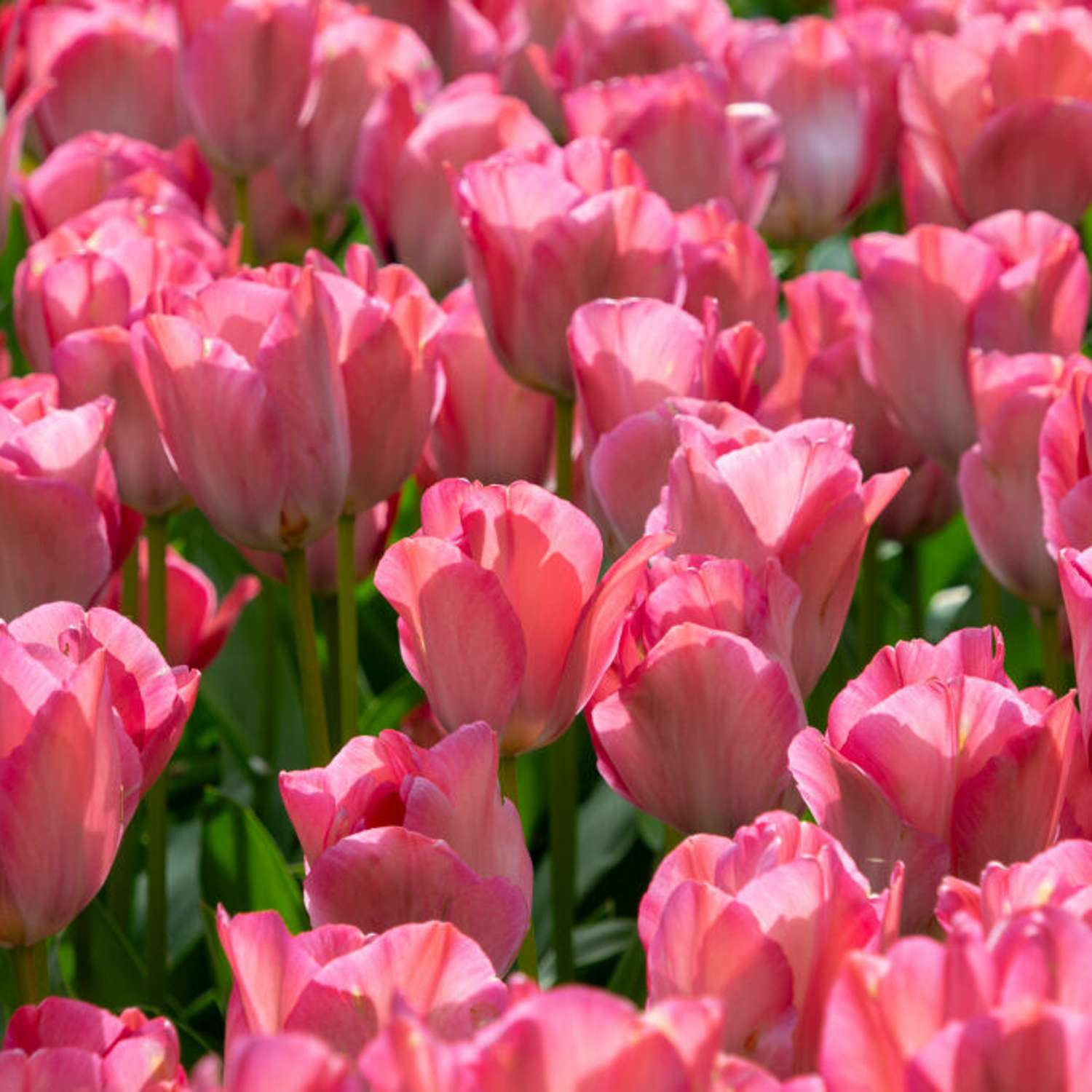 Tulipan 'Pink Sound'