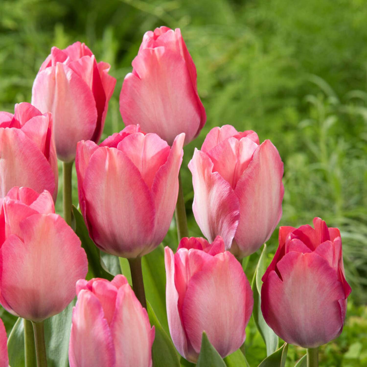 Tulipan 'Pink Sound'