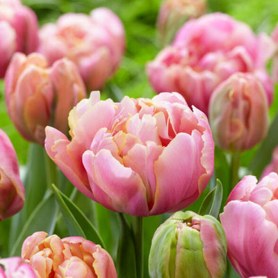 Tulipan 'Pink Star'