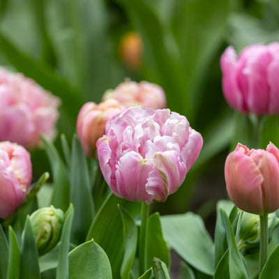 Tulipan 'Pink Star'