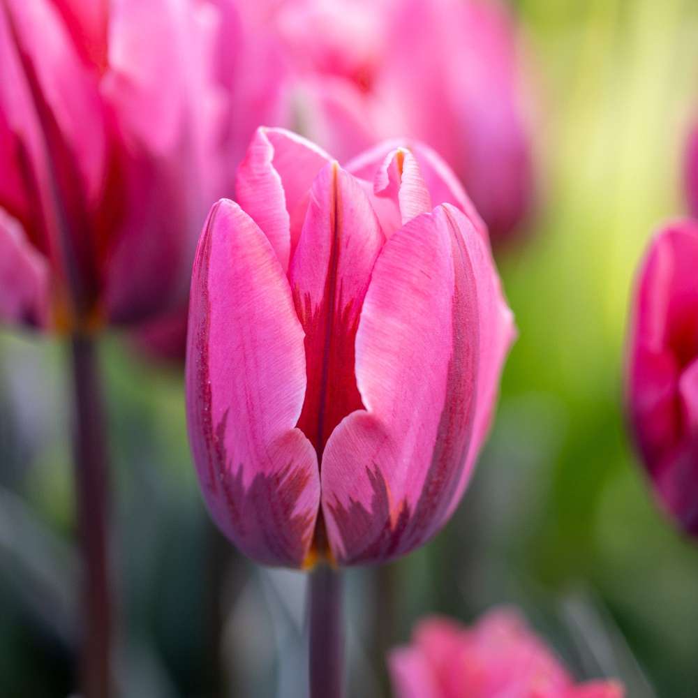 Tulipan 'Pretty Princess'