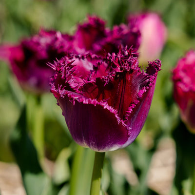 Tulipan 'Purple Crystal'