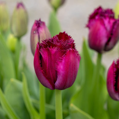 Tulipan 'Purple Crystal'