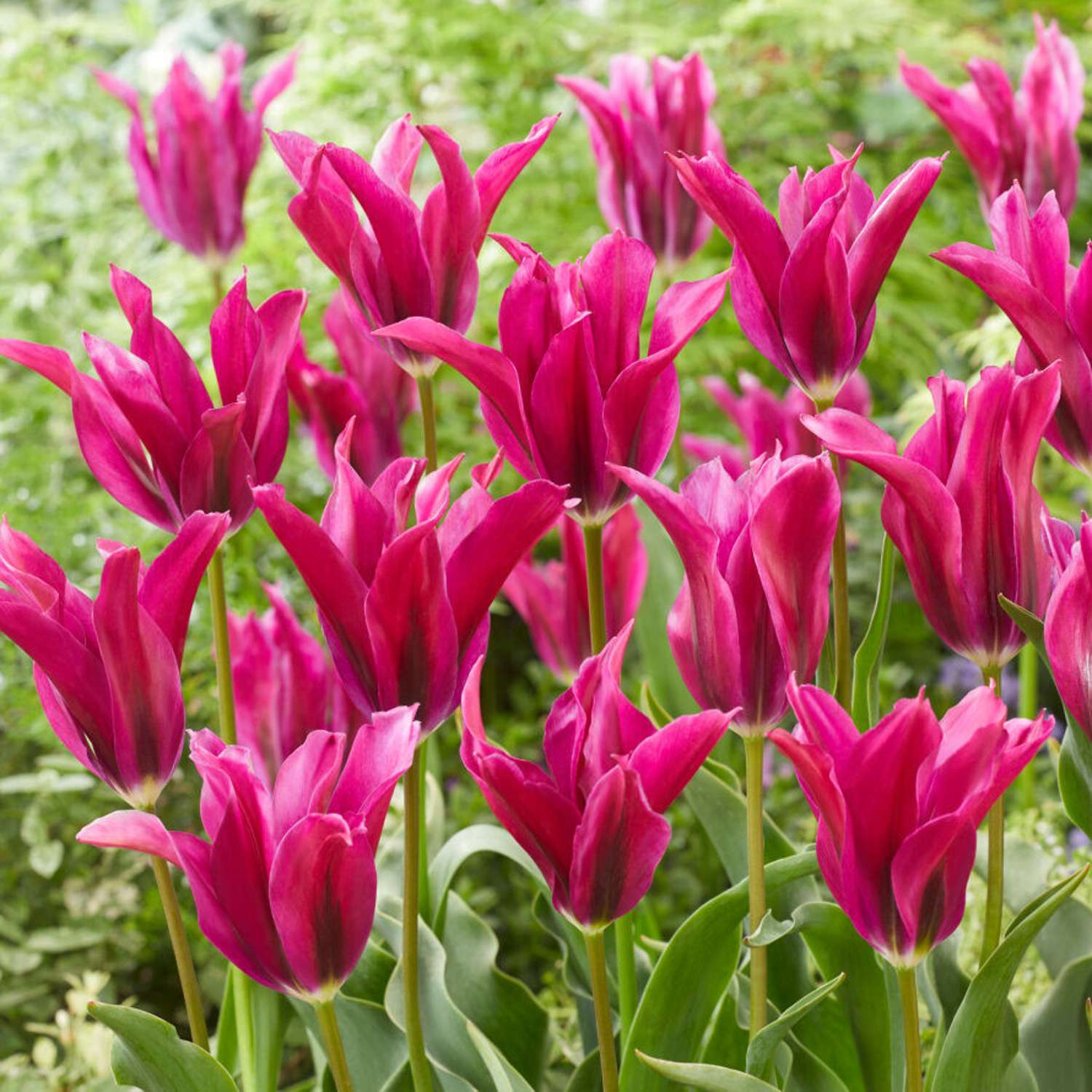 Tulipan 'Purple Doll'