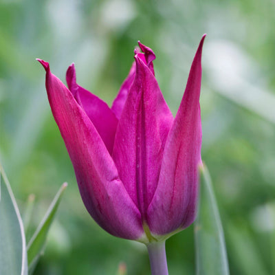 Tulipan 'Purple Dream'