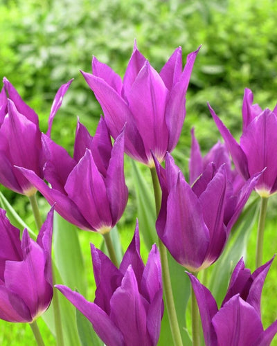 Tulipan 'Purple Dream'