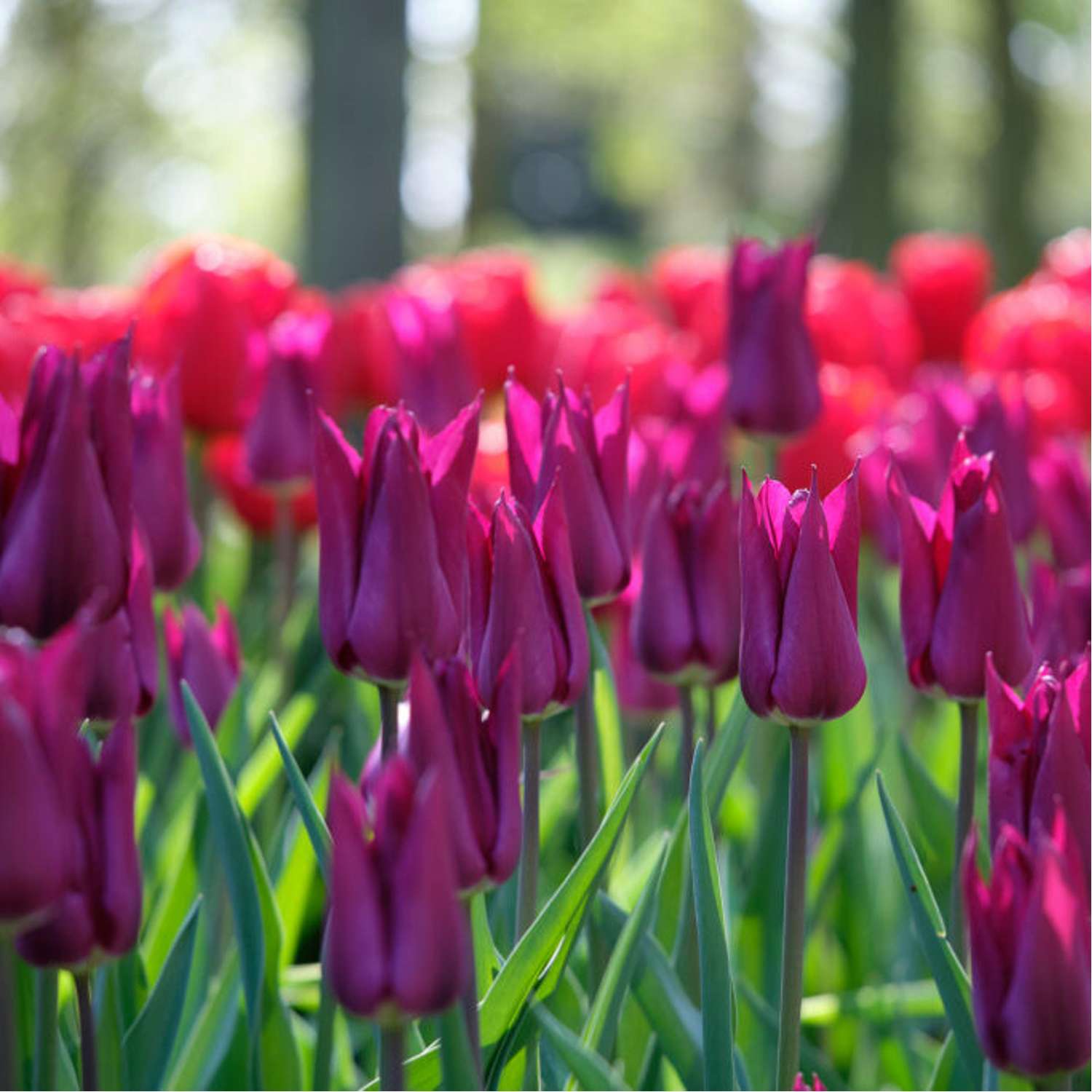 Tulipan 'Purple Heart'