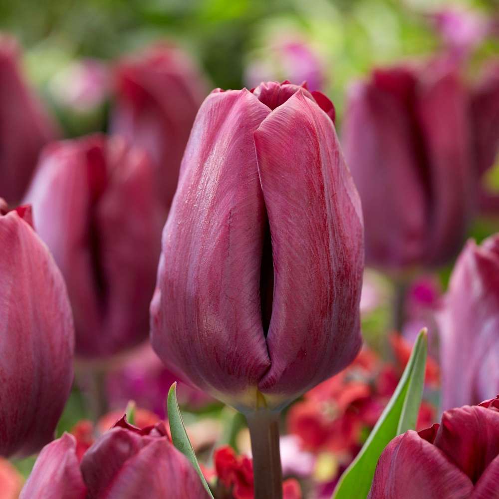 Tulipan 'Purple Lady'