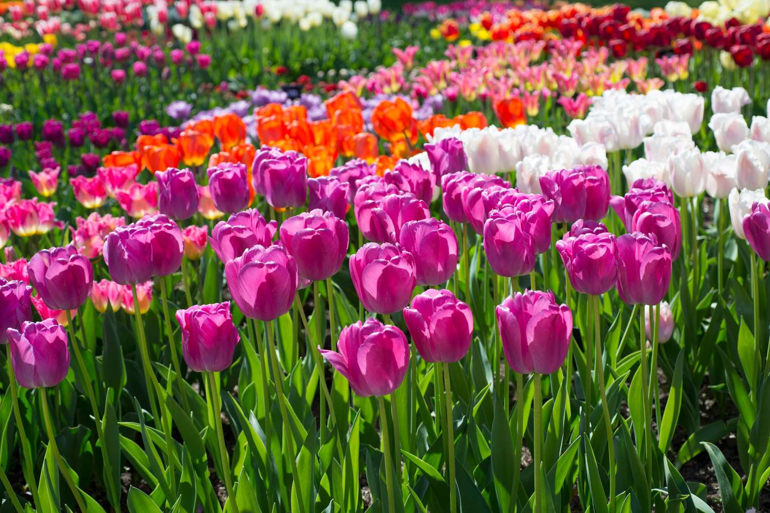 Tulipan 'Purple Pride' (Storkøb) - 80 løg
