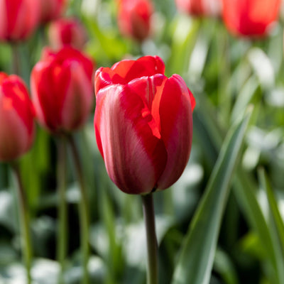 Tulipan 'Red Impression' (Storkøb) - 100 løg