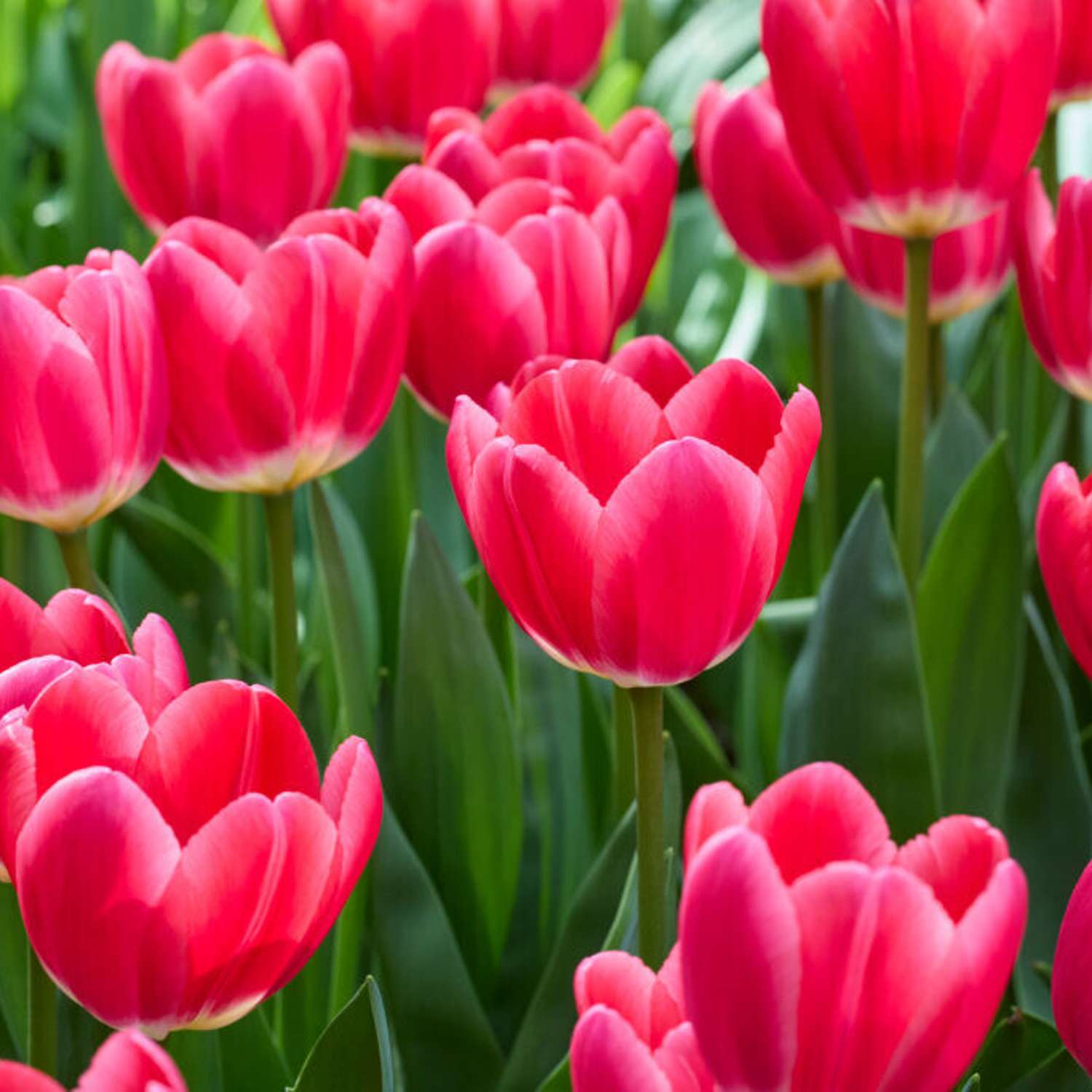Tulipan 'Rosy Delight'