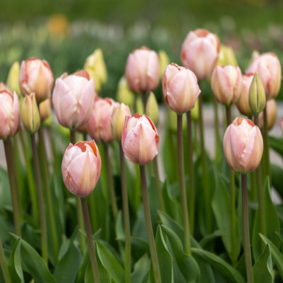 Tulipan 'Salmon van Eijk'