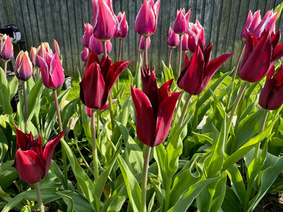 Tulipan 'Sarah Raven'