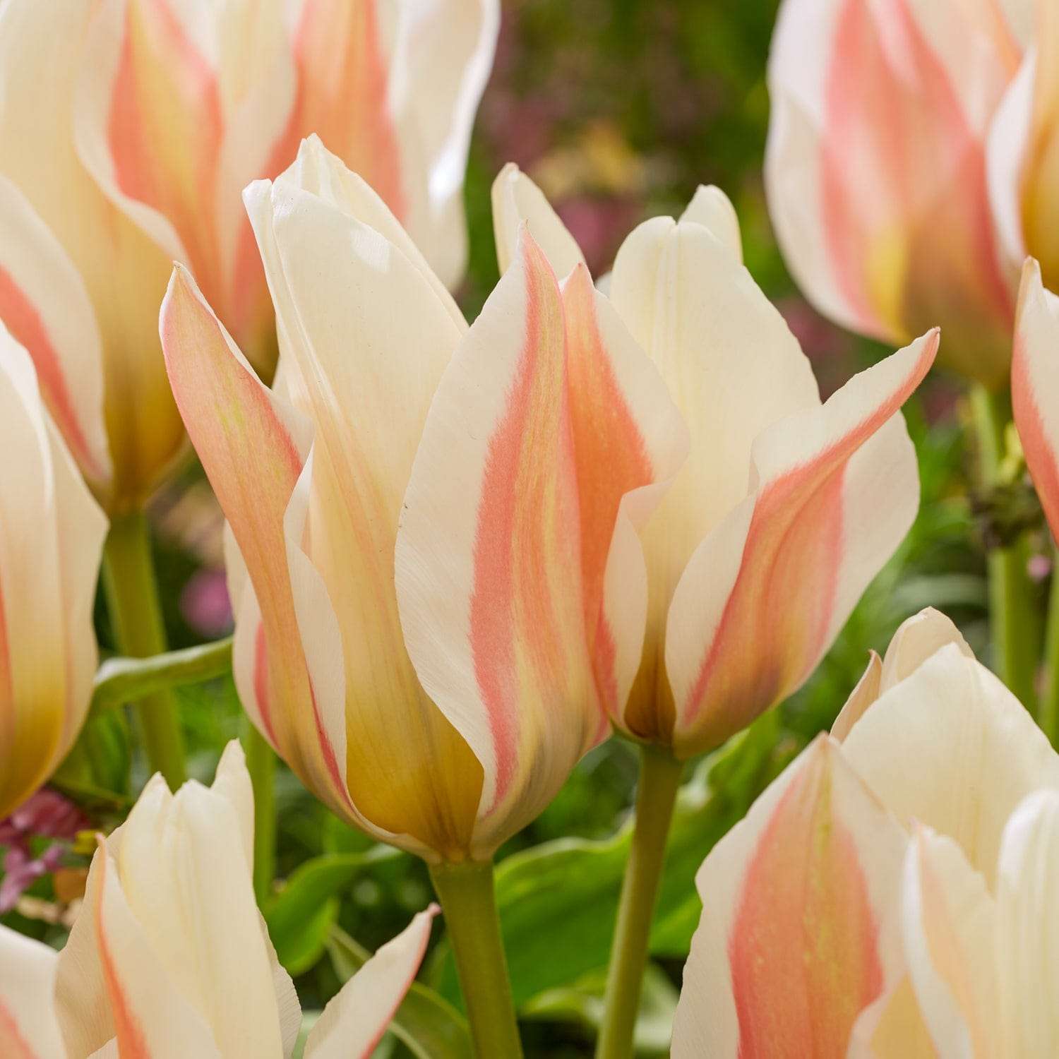 Tulipan 'Serano'